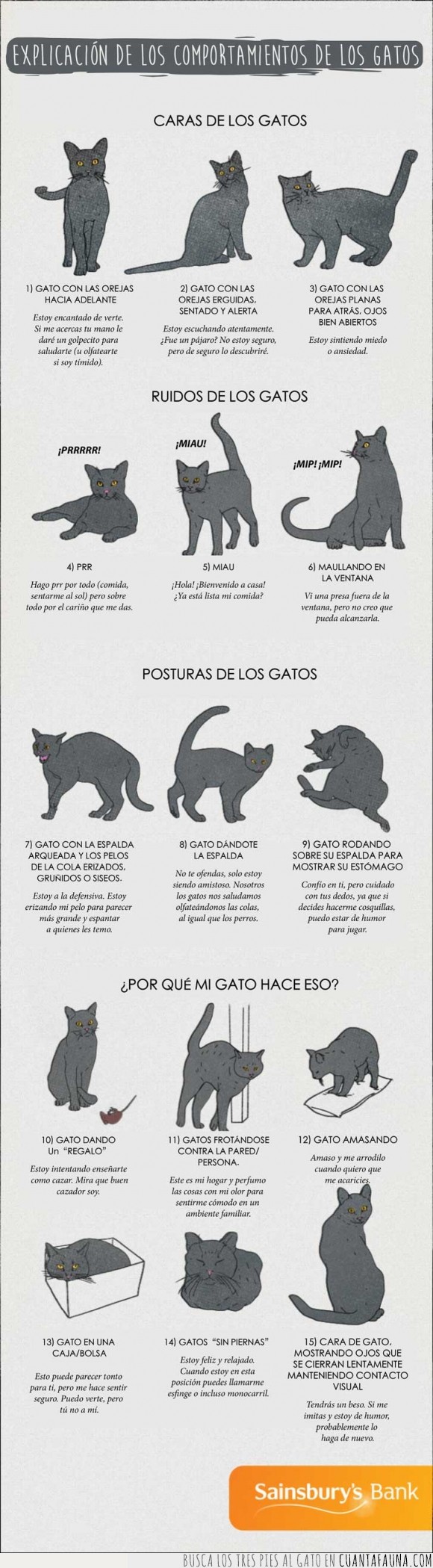 amasar,comportamientos,datos,explicación,gatos,guia,mirar,orejas,posturas,ronronero,ruidos,trucos